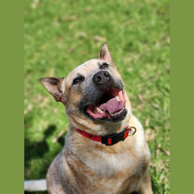 Photo of 🥏 Benji 5550 🥏