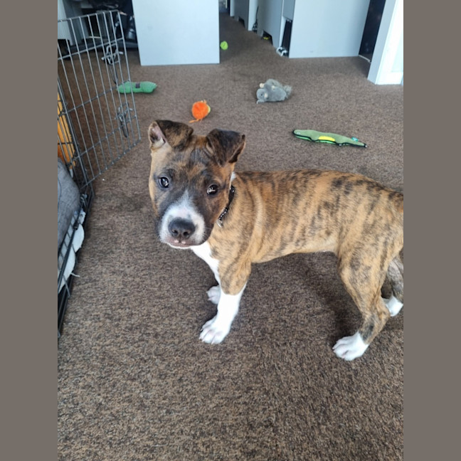 Photo of Angel (64229)