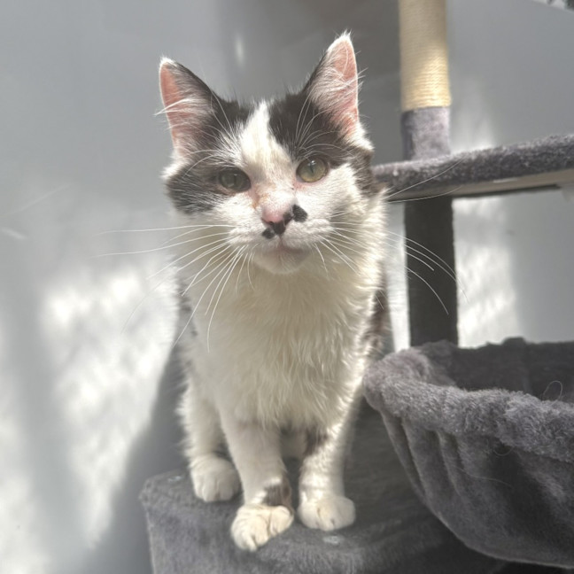 Photo of Percival