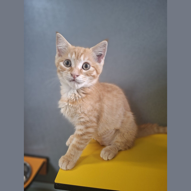 Photo of Ginger
