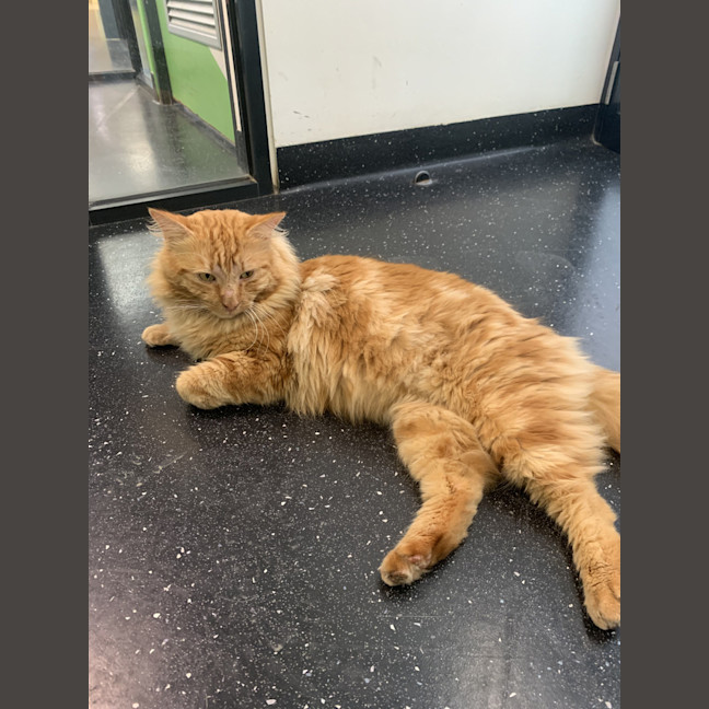 Photo of Comet