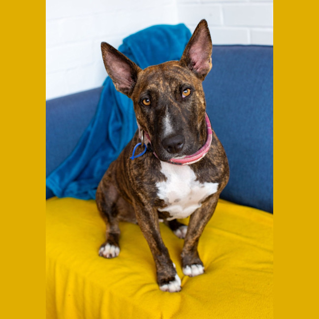 Photo of Pepper   2 Year Old Staffy X