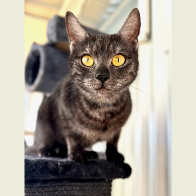 Photo of Birdie 