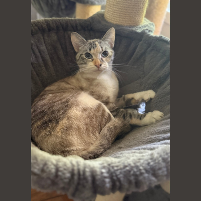 Photo of Violet