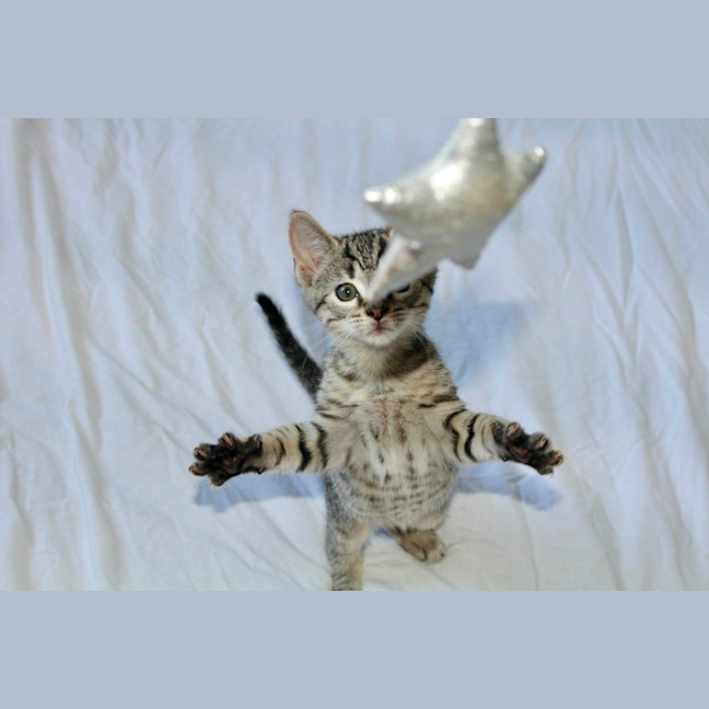 Photo of Bean