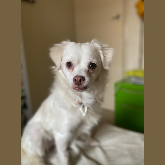 Photo of Merlin