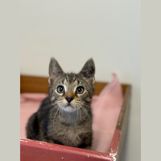 Photo of Teddy   Burnie