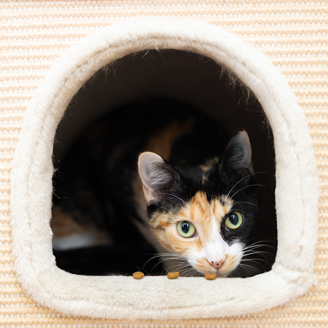 Photo of Luna Aka Meadow