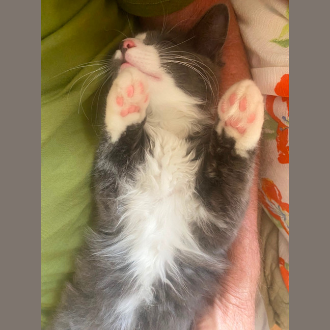 Photo of Teddy (Bear)