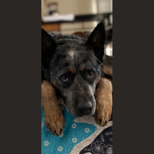 Photo of Dusty