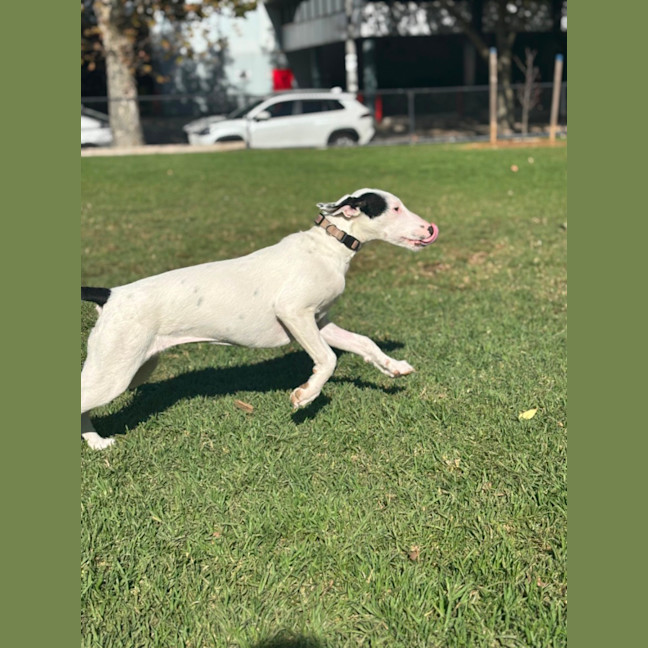 Photo of Biddy 🐾❤️