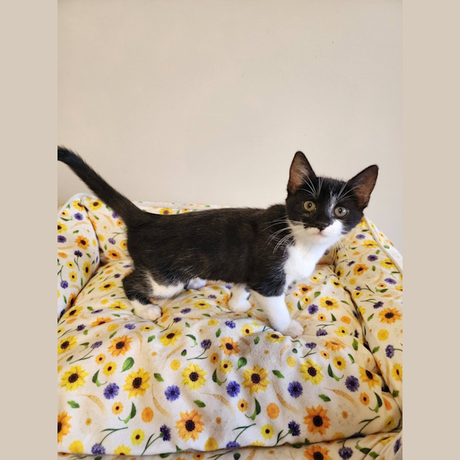 Photo of Moira