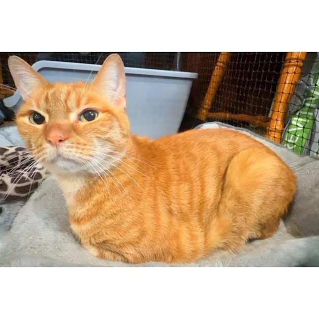 Photo of 11098   Loki
