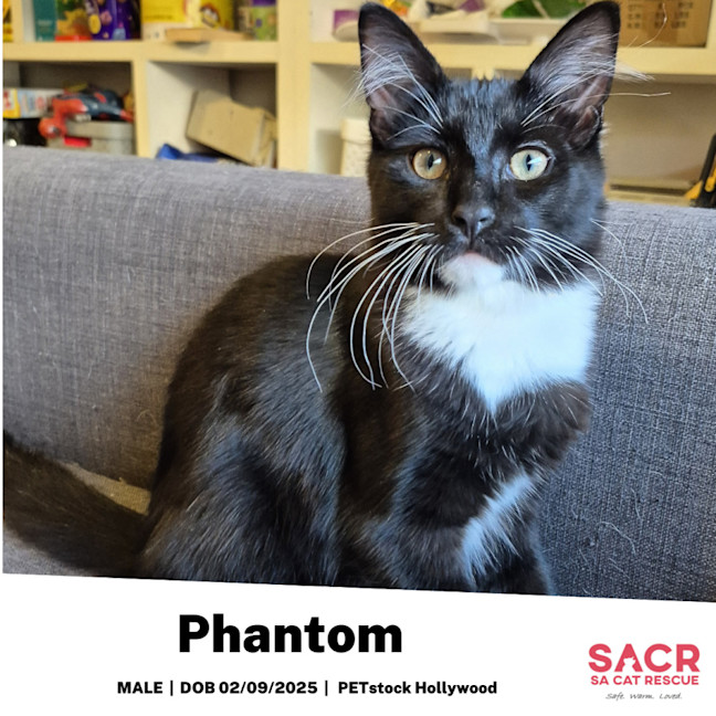 Photo of Phantom