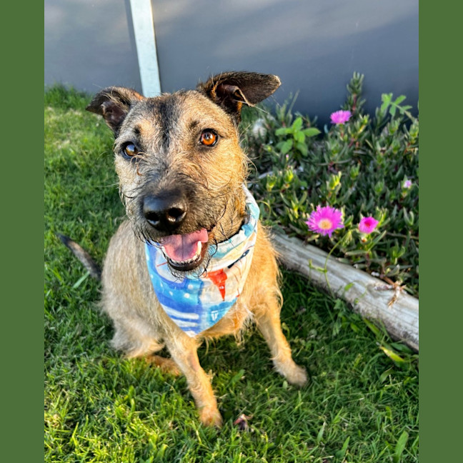 Photo of Noah *$250 Adoption Fee*