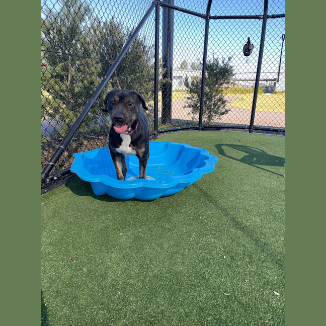 Photo of Lollie Imp 1396