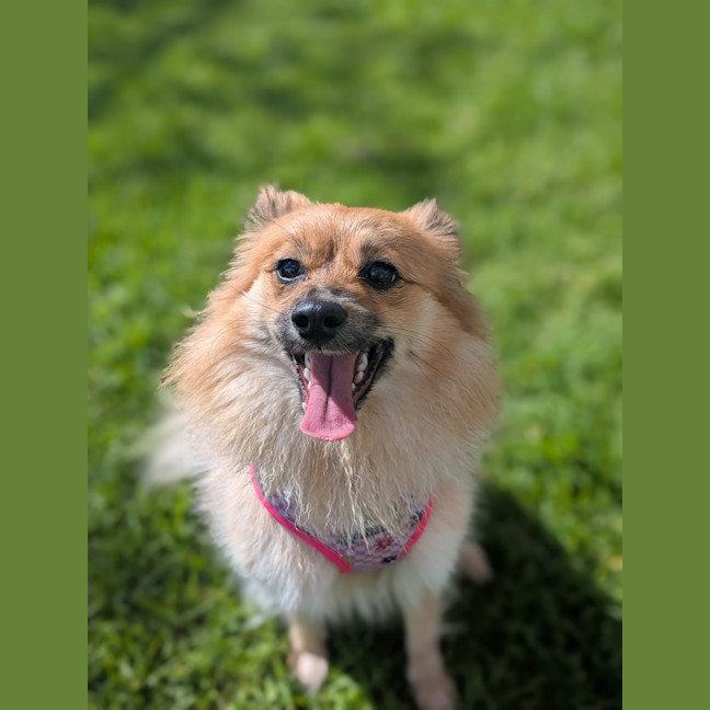 Photo of Blossom
