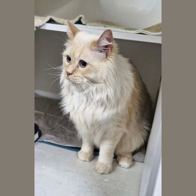 Photo of Clint (Pussa)