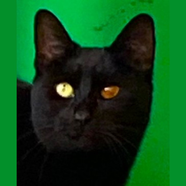 Photo of Miso
