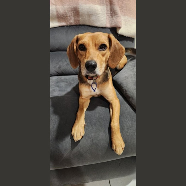 Photo of Bambi   15 Month Old Beagle X