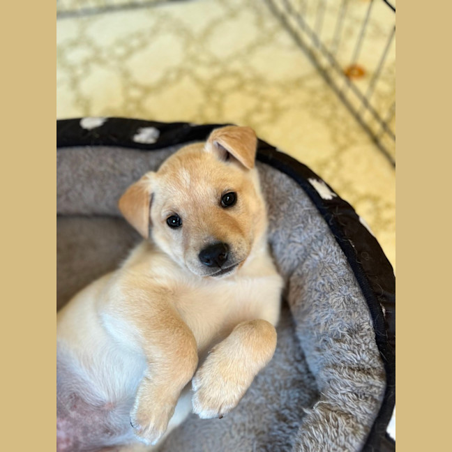 Photo of Thea   8 Week Old Staffy X Koolie (Hold)