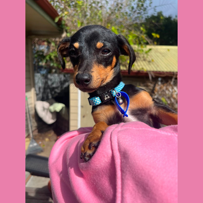 Photo of Bert   14 Week Old Mixed Breed