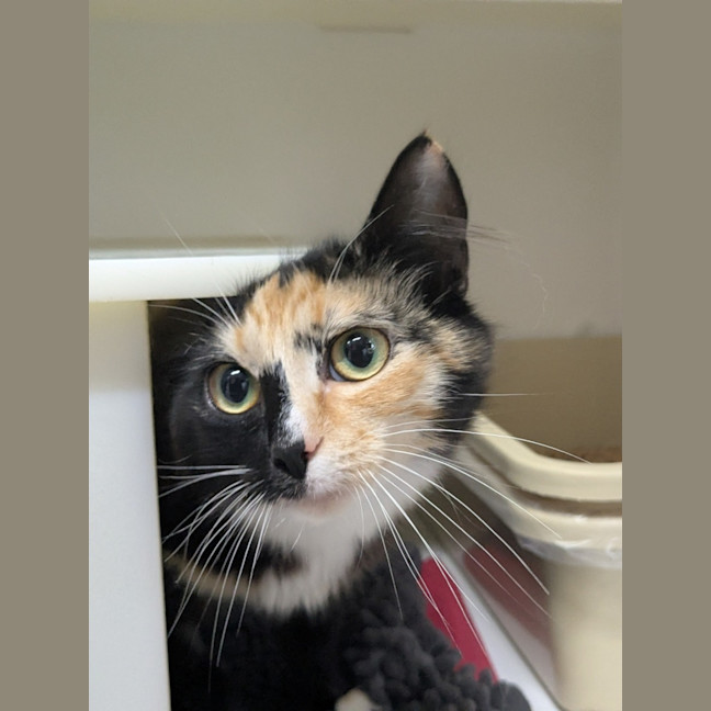 Photo of 🧚‍♀️ Pixie 5855 🧚‍♀️