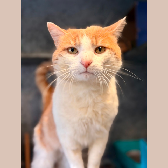 Photo of Mango 