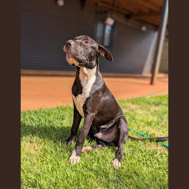 Photo of Domino