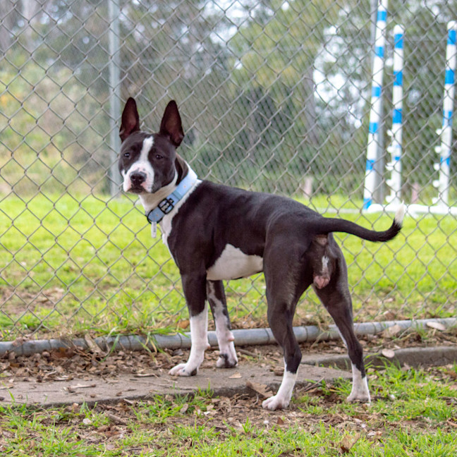 Photo of Lola