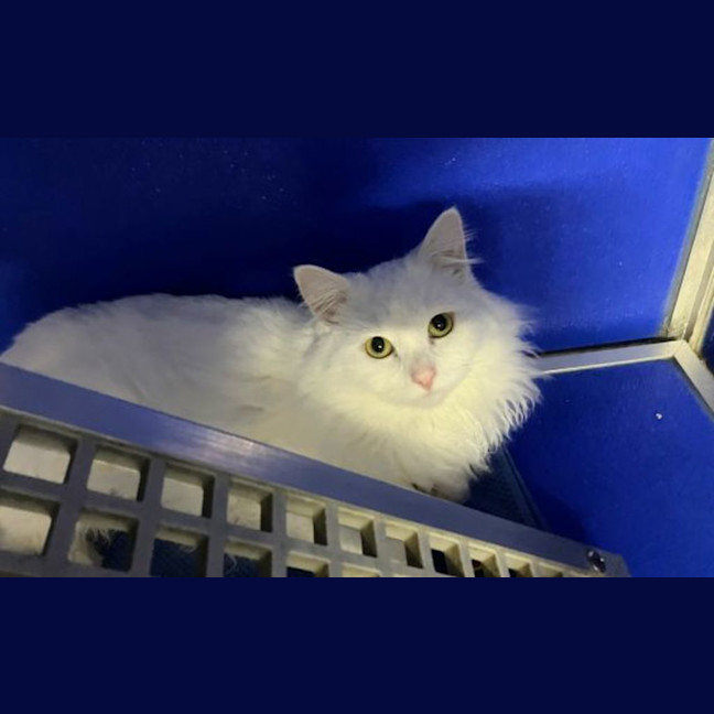Photo of Nimbus