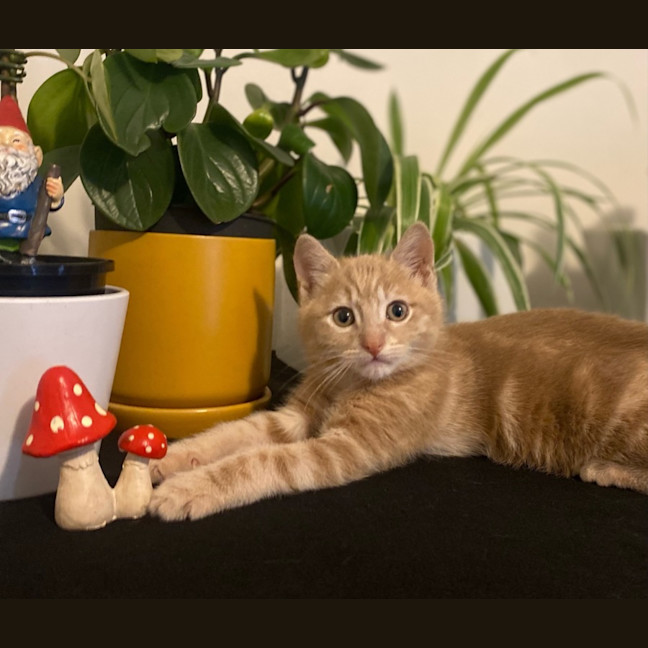 Photo of Thunder And Monkey 