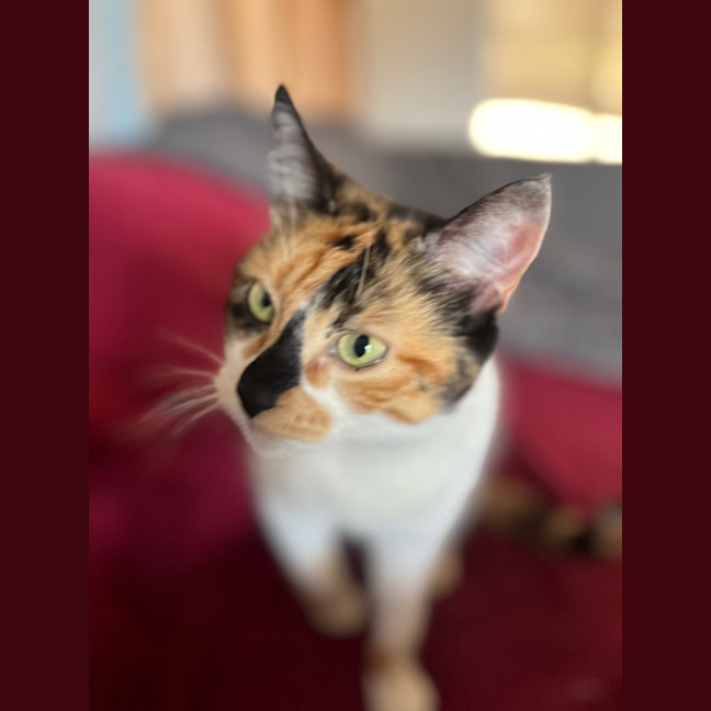 Photo of Missy