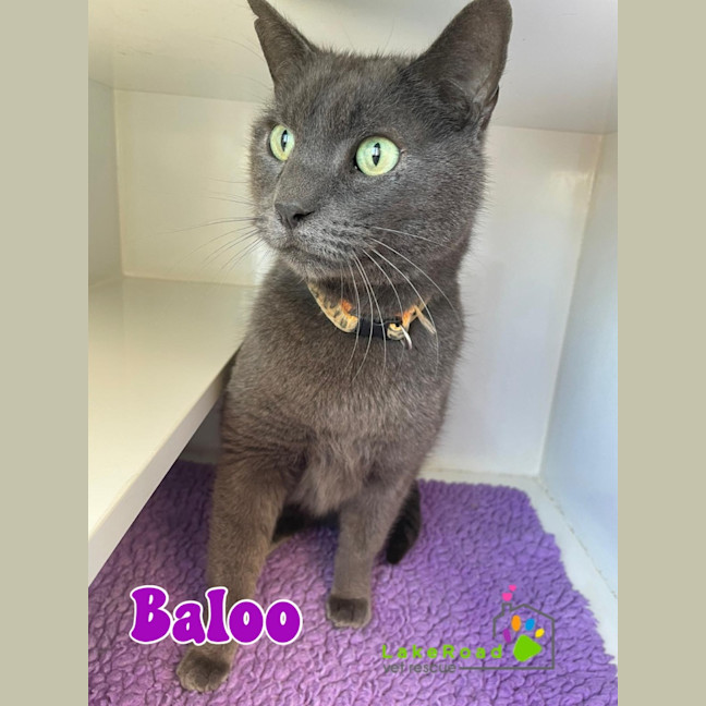 Photo of Baloo 