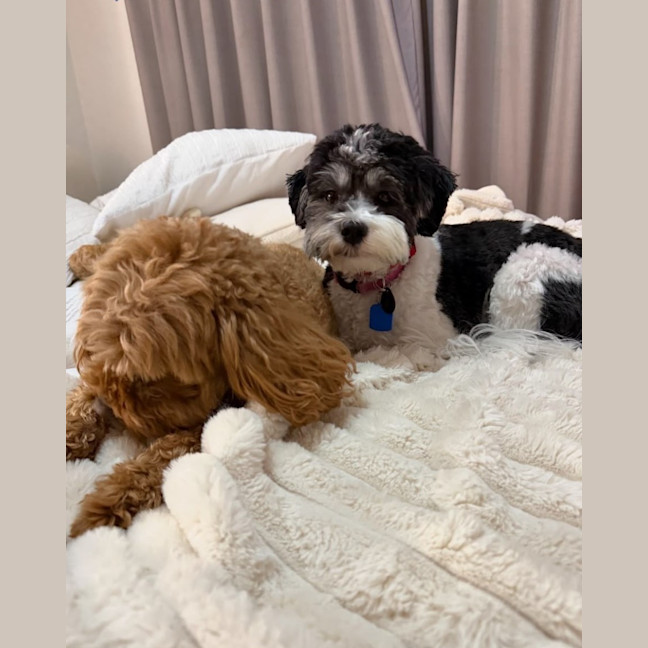 Photo of Daisy