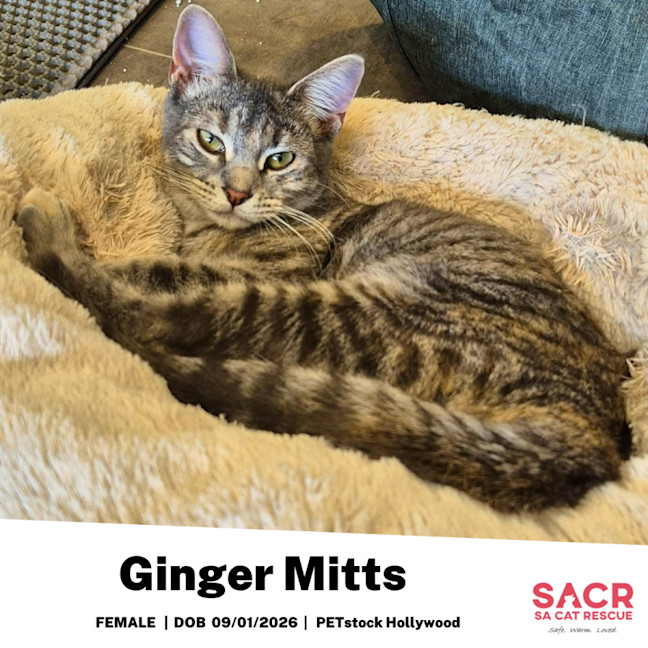 Photo of Ginger Mitts