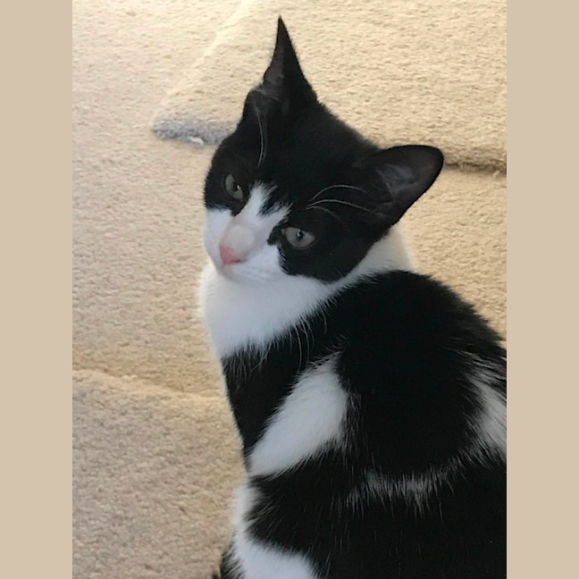 Photo of Felix