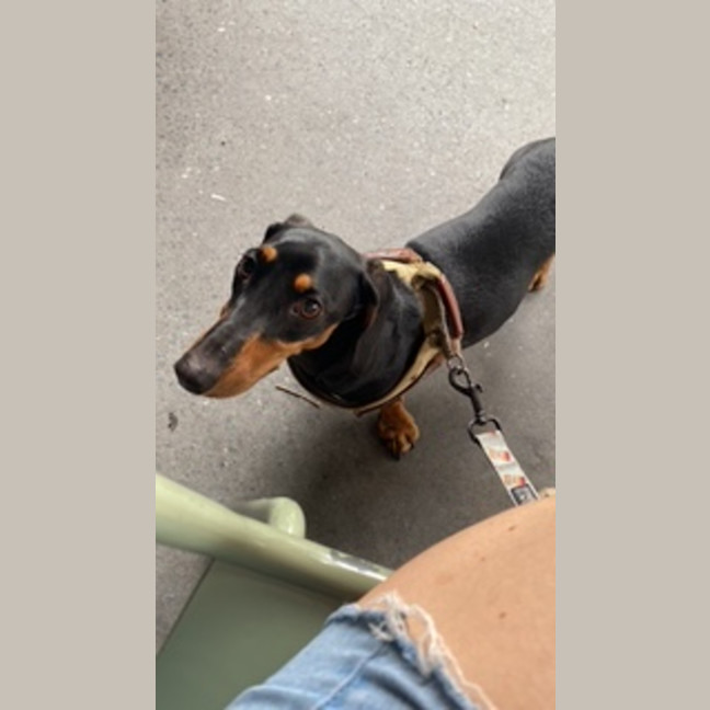 Photo of Peanut