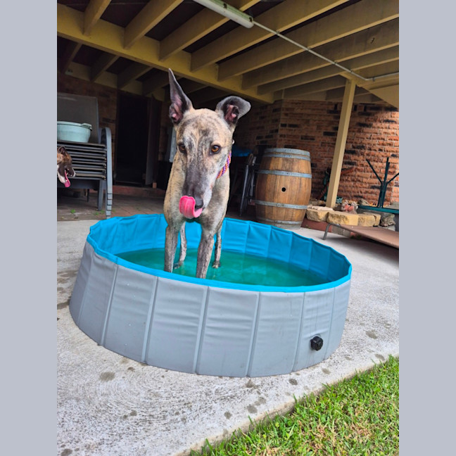 Photo of Alfie, The Greyhound