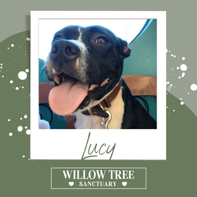 Photo of Lucy