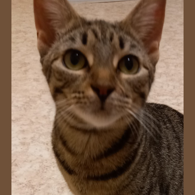 Photo of Tilly