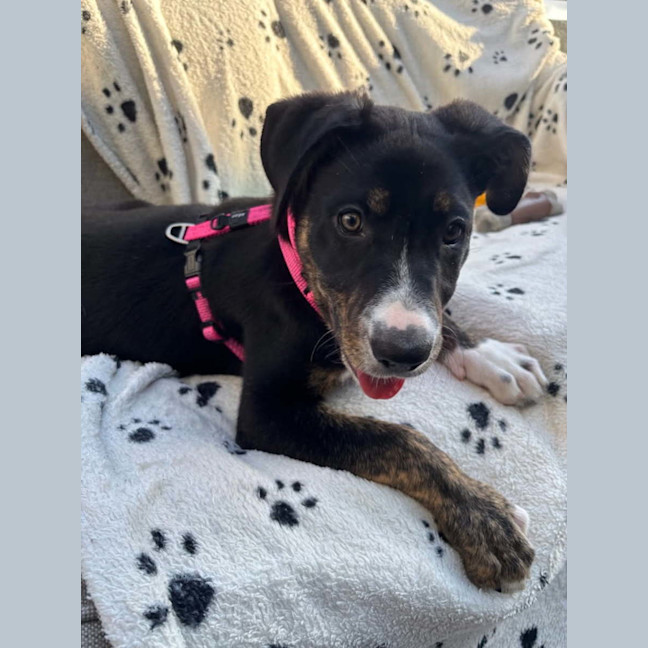 Photo of Lola