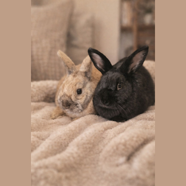 Photo of Coco & Cinnamon