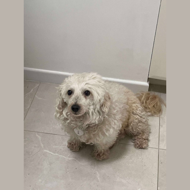 Photo of Scruffy