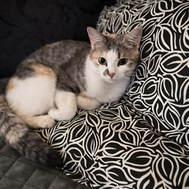 Photo of Cindy *9 Lives Project Rescue*