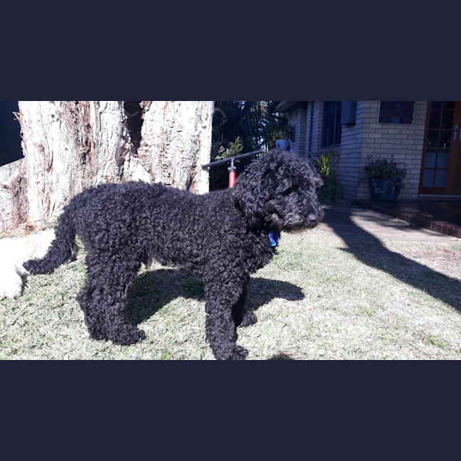 Photo of Wally   1 Year Old Cavoodle (Hold)