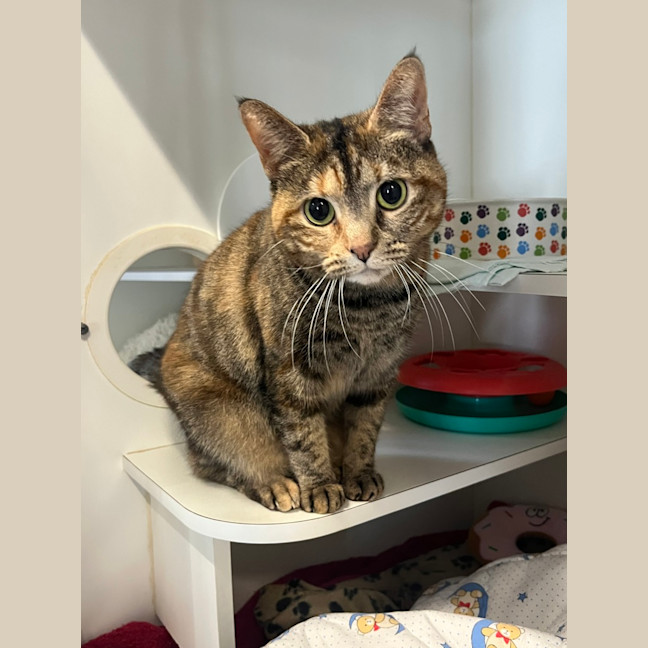 Photo of Luna 