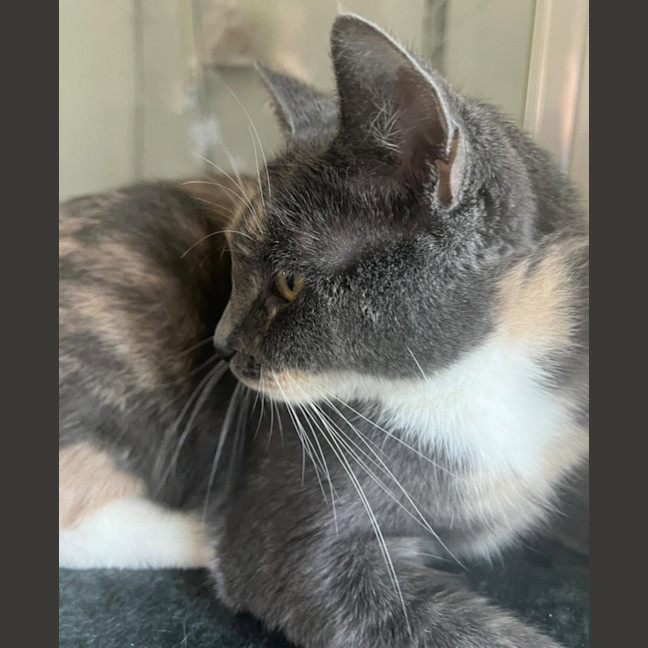 Photo of Aliera