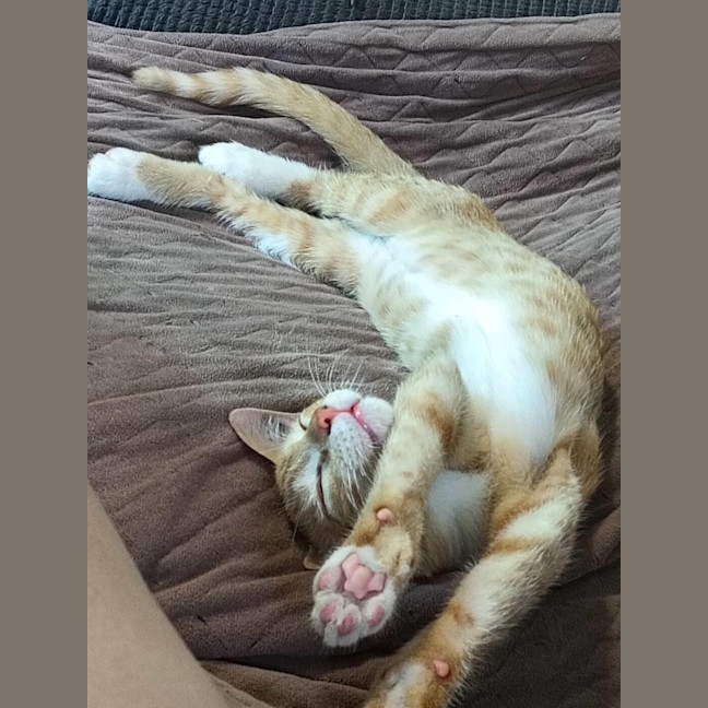 Photo of Clementine