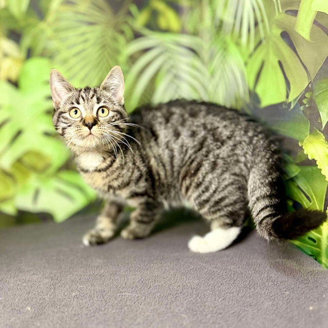 Photo of Ophelia (Located In Preston) 